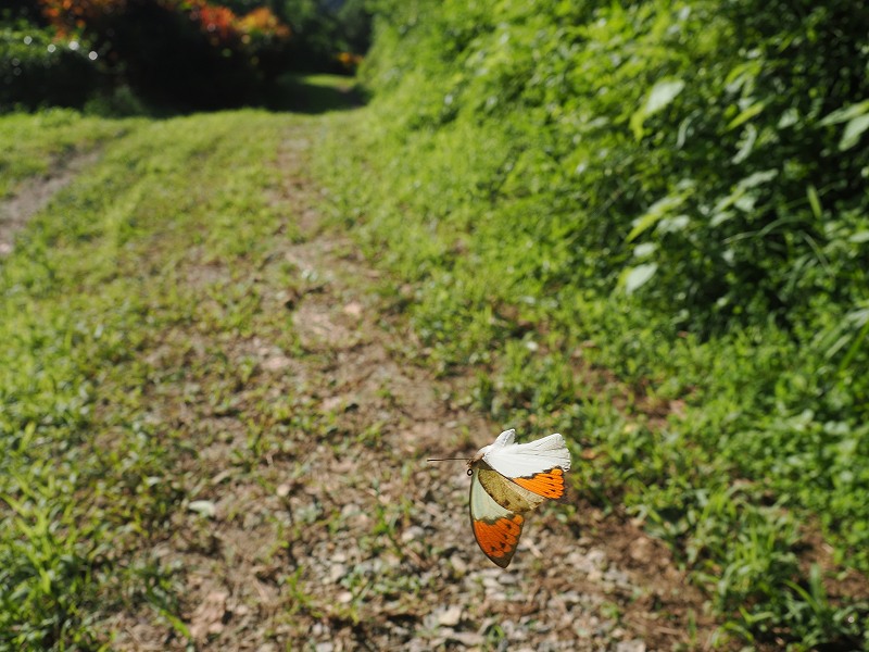 沖縄本島 ツマベニチョウ